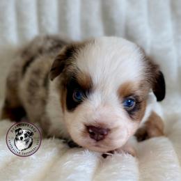 Story - Red merle male Toy Australian Shepherd puppy in East Berlin, Pennsylvania from Dusty Spring Australian Shepherds, LLC