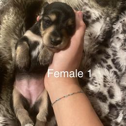 Girl 1 - Black and cream female Dachshund puppy in Caldwell, Idaho from Low Rider Ridge Mini Doxies