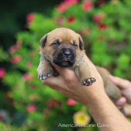 Girl 2 - Fawn female Cane Corso puppy in Cable, Ohio from Americana Cane Corso