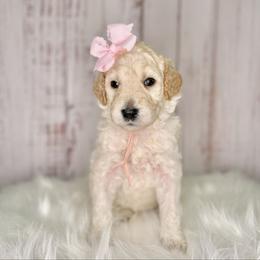 Pearl - Cream female Goldendoodle puppy in Miami, Florida from Jade’s Paws & Co. Of Miami LLC