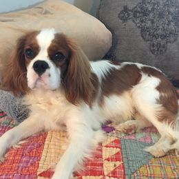 Salty - Cavalier King Charles Spaniel