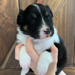 Acadia - Black white and tan Old Time Scotch Collie puppy in Mars Hill, North Carolina from Brambly Mountain Farm