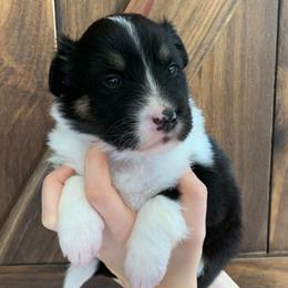 Acadia - Black white and tan Old Time Scotch Collie puppy in Mars Hill, North Carolina from Brambly Mountain Farm