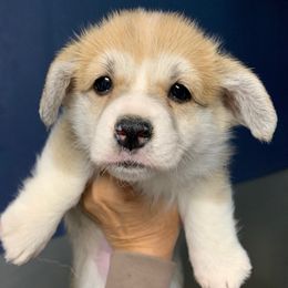 Cinnamon - Red female Pembroke Welsh Corgi puppy in Victoria, Texas from Clear Creek Corgis