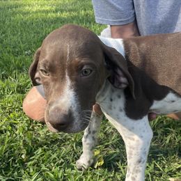 Girl 4 - Liver and white German Shorthaired Pointer puppy in Ellsworth, Minnesota from Zitzloff’s Pointers