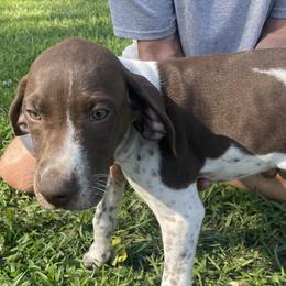 Girl 4 - Liver and white German Shorthaired Pointer puppy in Ellsworth, Minnesota from Zitzloff’s Pointers