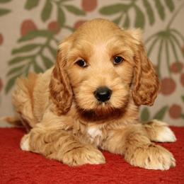 Robin - Apricot male Australian Labradoodle puppy in Stanwood, Washington from Victoria Creek Australian Labradoodles
