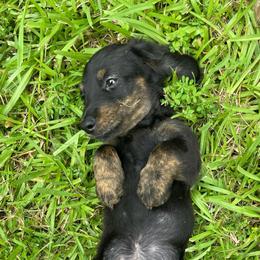 Solo AKC OFA CHIC - Brindle male Dachshund puppy in El Dorado, Arkansas from LovelylilDoxies