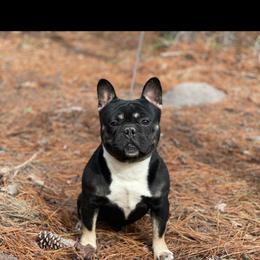 Aston - French Bulldog