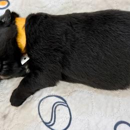 German Shepherd Puppies from Vom Broward Haus