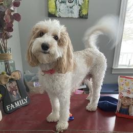 Mia - Goldendoodle