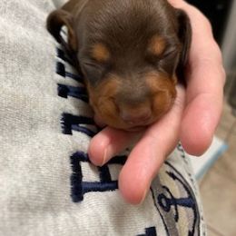 "Teddy Male)" Dachshund Puppies from Waite's Dachshunds