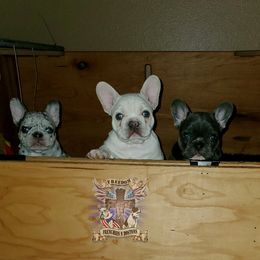 Boston Terrier and French Bulldog Puppies from Freedom Bostons