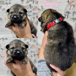Cold Brew - Girl 4 - Sable female German Shepherd puppy in Oakley, California from Von Guadachi German Shepherds & Audacity Border Collies