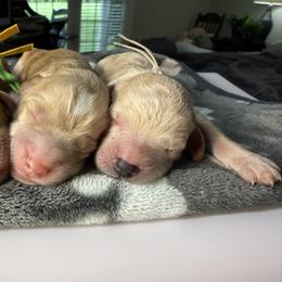 Boy 7 - male Goldendoodle puppy in Portland, Tennessee from Happy_Tails_by_TJ