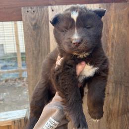 Boy 2 - Brown and white male Siberian Husky puppy in Iron River, Wisconsin from Wiemeri Siberians