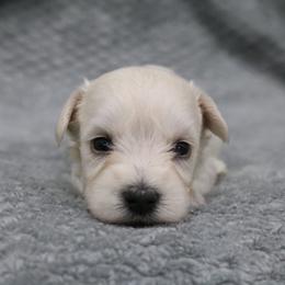 Oatmeal - White male Miniature Schnauzer puppy in Tremonton, Utah from Rocky Mountain Schnauzer