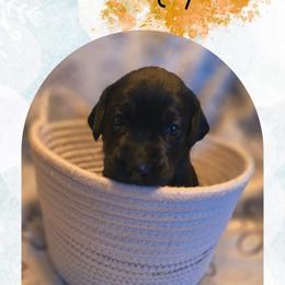 Aspen - Orange Collar - Black male Labrador Retriever puppy in Sumerduck, Virginia from Cedar Mountain Retrievers