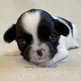 Black and White Female - SOLD - Black and white female Shih Tzu puppy in Waynetown, Indiana from Swaying Sycamore Farm