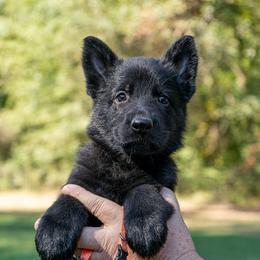 Orange - Black female German Shepherd puppy in Hammond, Louisiana from Von LaMarca German Shepherds
