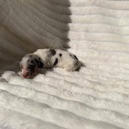 Dapple Male - Dapple male Dachshund puppy in Magnolia, Texas from J&R Macias Dachshunds