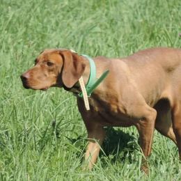 Vizslas from Battenkill Country Kennels LLC