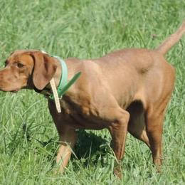 Vizslas from Battenkill Country Kennels LLC