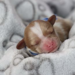 Cavapoo and Saint Bernard Puppies from Horseshoe Drive Kennel