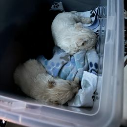 Scottish Terrier Puppies from Pilot Mtn Scottie’s