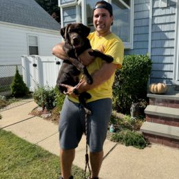 Labrador Retriever Puppies from Rose Gold Retrievers