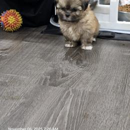 Shih Tzu Puppies from Borderland's Kennel