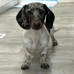 Kinz - Dachshund