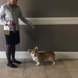 Foxy - Pembroke Welsh Corgi