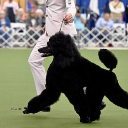 Poodles from Silhouette Poodles