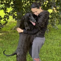 Afghan Hounds from Jennifer’s afghans