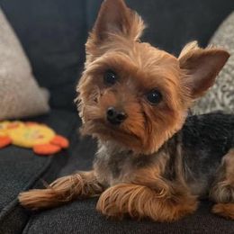 Yorkshire Terriers from Royal Yorkies