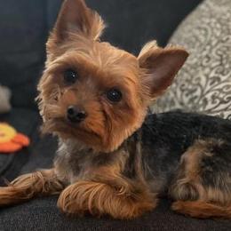 Yorkshire Terriers from Royal Yorkies