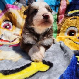 Iris - Liver female German Shepherd puppy in Los Lunas, New Mexico from Mali's German Shepherds LLC