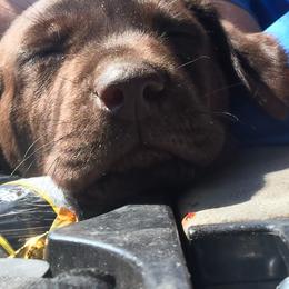 Labrador Retriever Puppies from Andy Lafleur