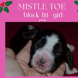 English Springer Spaniel Puppies from Stormin Pine and Prairie Springers