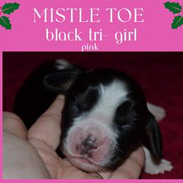 English Springer Spaniel Puppies from Stormin Pine and Prairie Springers