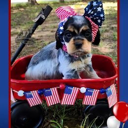 Annelle - Blue roan and tan female Cocker Spaniel puppy in Tecumseh, Oklahoma from Gambill's Cocker Spaniel Cuties