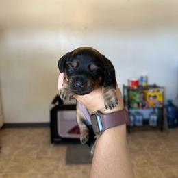 Girl 1 - Black and tan female Dachshund puppy in Las Animas, Colorado from J&D Dachsies