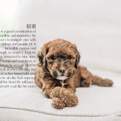 Boy 4- Blue - Whoodle puppy in Delta, Utah from Dunes and Doodles