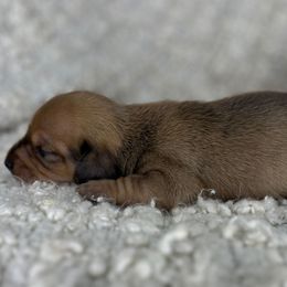 Chanel - Dapple female Dachshund puppy in Tulare, California from Dreamy Creamies