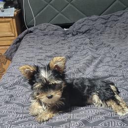 Champ - Black and tan male Yorkshire Terrier puppy in Chickasha, Oklahoma from SISSYS YORKIES
