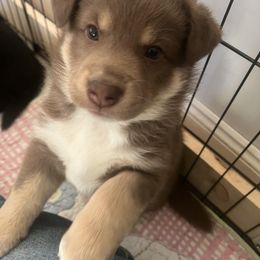 Lapponian Herder Puppies from Onnellinen Kennels Lapponian Herders