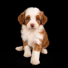 Stetson - Red  male Goldendoodle puppy in Floyd, Virginia from Hearts and Paws Poodles and Doodles