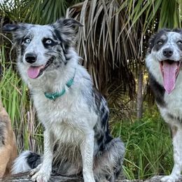 Belgian Malinois and Border Collies from DragonFyre Kennels