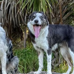 Belgian Malinois and Border Collies from DragonFyre Kennels